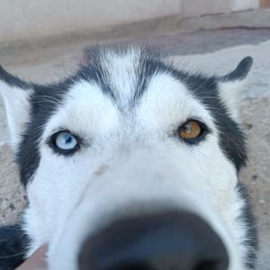 begdullaev774